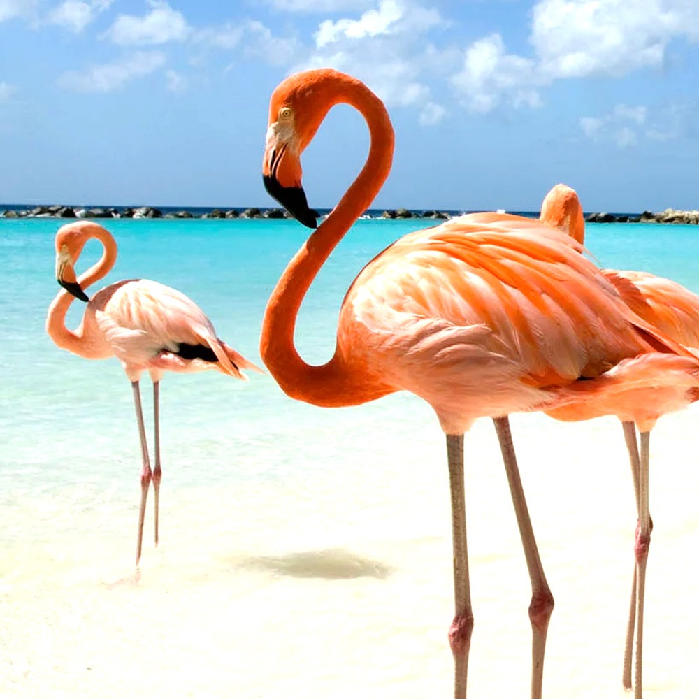 Aruba Paradisíaca